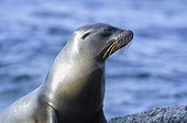 Galapagos Fur-Seal (Arctocephalus galapagoensis) portrait, Galapagos