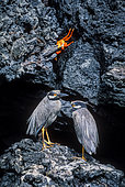 Galapagos Yellow-crowned night heron (Nyctanassa violacea pauper) and crab on rocky shore, Galapagos
