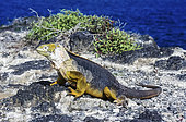 Plaza Land Iguana (Conolophus subcristatus) on rocky shore, Plaza, Galapagos