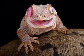 Gecko géant cornu (Rhacodactylus auriculatus) se léchant l'oeil