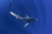 Blue shark (Prionace glauca). North Atlantic Ocean, Canary Islands.