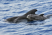 Calderón (Globicephala macrorhynchus). Breeding with an adult, probably his mother swimming on the surface. The fetal lines of the newborn can be perfectly observed. Tenerife, Canary Islands.