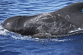 Calderón tropical (Globicephala macrorhynchus) with scars and scratches caused by interactions between individuals of the same species, although so many marks are not common. Tenerife, Canary Islands.