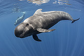 Pilot whale (Globicephala macrorhynchus). Tenerife, Canary Islands.