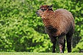 Alpaca (Vicugna pacos), native to South America, in captivity, North Rhine-Westphalia, Germany, Europe
