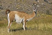 Guanaco (Lama guanicoe) eat grass, National Park Torres del Paine, Patagonia, Chile, South America