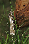 Scarce Striped Grass-veneer (Ancylolomia tentaculella) imago in grass, La Chatre, Indre, France