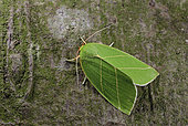 Scarce Silver-lines (Bena bicolorana) Imago resting, oak woods, Crozon, Finistère, France
