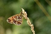 Silver-bordered Fritillary (Boloria selene) imago at rest, wet meadows, Lake Vassivière, Creuse, France