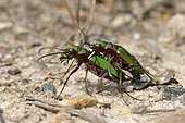 Green Tiger Beetle (Cicindela campestris) mated imagos, the male grasping the female by the thorax with its mandibles, Plourivo, site of the Coastal Conservatory, Côtes d'Armor, Brittany, France