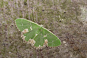Blotched Emerald (Comibaena bajularia) Imago resting, oak woods, Crozon, Finistère, France