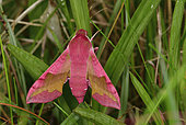 Small Elephant Hawk-moth (Deilephila porcellus) imago at daytime rest, back dune, Crozon, Finistère, Brittany, France
