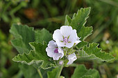 Common Marsh-mallow (Althaea officinalis) Flowers and leaves These are the roots of the plant that are used for making marshmallow, wet meadows, Indre, France