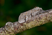 Dark tussock (Dicallomera fascelina) imago on a twig, moors, Crozon, Finistère, Brittany, France