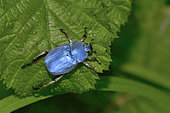Scarab beetle (Hoplia coerulea) male warming himself in the morning sun, wet meadow, Indre, France