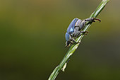 Scarab beetle (Hoplia coerulea) male warming himself in the morning sun, wet meadow, Indre, France