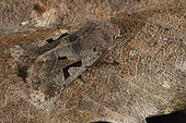 Hebrew Character (Orthosia gothica) Species of late winter, Imago on a dead leaf, imagos feed by foraging the willow flowers only source of food on that date, wet meadows and gardens, Côtes d'Armor, Brittany, France