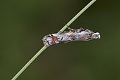 Phycide de la callune (Pempelia palumbella), landes, Crozon, Finistère, Bretagne, France