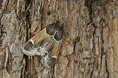 Meal Moth (Pyralis farinalis) imago, garden, grain storage or flour, Indre, France