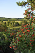 European mountain ash (Sorbus aucuparia) in fruiting, Millevaches plateau, Limousin, France