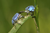 Scarab beetle (Hoplia coerulea) males fighting with hind legs, wet meadows, Indre, France