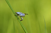 Scarab beetle (Hoplia coerulea) male warming himself in the morning sun, wet meadow, Indre, France