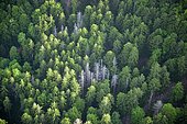 Vue aérienne d'une forêt de conifères avec arbres morts, déclin de la forêt, sud de la Forêt Noire, Baden-Wuerttemberg, Allemagne