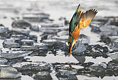 Kingfisher (Alcedo atthis) diving amongst ice, England