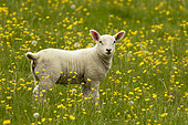 Sheep ( Ovis aries) lamb standing amongst buttercup, England