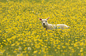 Sheep ( Ovis aries) lamb standing amongst buttercup, England