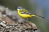 Ashy-headed Wagtail (Motacilla flava) on a stony embankment at the edge of a pond, In a migratory stopover in the spring, Old saline area of Pesquiers, Hyères, Var, France