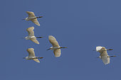 Aigrette garzette (Egretta garzetta), Groupe en vol sur fond de ciel bleu au printemps, Zone des étangs du Plan de La Garde, Var, France