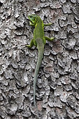Western Green Lizard (Lacerta bilineata) climbing along the trunk of a pine in the spring, undergrowth of the Massif des Maures, near Pierrefeu, Var, France