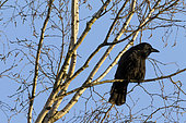 Black Crow (Corvus corone) on a birch on a background of blue sky in early spring, Country Garden, Lorraine, France