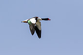 Common Shelduck (Tadorna tadorna) in flight on a background of blue sky in spring, old salines of Hyères, Var, France