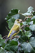 Greenfinch (Chloris chloris) Male in an Ivy in Winter, Country Garden, Lorraine, France