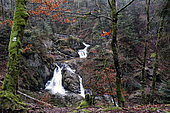 Landscape of the Vosges forest in winter, Small waterfall of Tendon, Environs du Tholy, Hautes Vosges, France