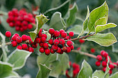 Common Holly (Ilex aquifolium) berries or fruits at the end of the branch of a female tree in winter, Country Garden, Lorraine, France