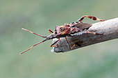 Punaise americaine ou punaise du pin (Leptoglossus occidentalis) sur une tige sèche en hiver, Jardin de campagne, Lorraine, France