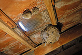 German Yellowjacket (right) and Paper Wasp (left) nests under the roof tiles of a pavilion in winter, Campagne, Lorraine, France