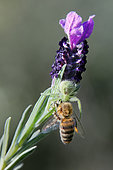 Crab Spider (Heriaeus hirtus) Predation of a bee that was foraging a lavender flower (Lavandula stoechas) in the spring, Massif des Maures, near Hyères, Var, France