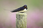 Swallow (Hirundo rustica) perches on a fence post in the Peak District National Park, UK.
