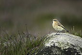 A female Northern Wheatear (Oenanthe oenanthe) perches on a rock in the Peak District National Park, UK.