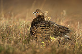 Red Grouse (Lagopus lagopus scotica) after preening in the Peak District National Park, UK.