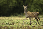 Red Deer (Cervus elaphus) hind is on the move in the Peak District National Park, UK.