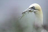 Northern Gannet (Morus bassanus) collects nest material off the coast of Flamborough, UK.