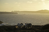 Two Welsh Mountain Ponies on the coast of Pembrokeshire, UK.