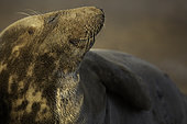 Grey Seal (Halichoerus grypus) soaks in the sun off the coast of Lincolnshire, UK.