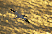 A Gannet soars over the sea in the early morning light off the coast of Flamborough, UK.