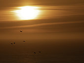 Group of Razorbills (Alca torda) fly over the sea at sunrise off the coast of Flamborough, UK.